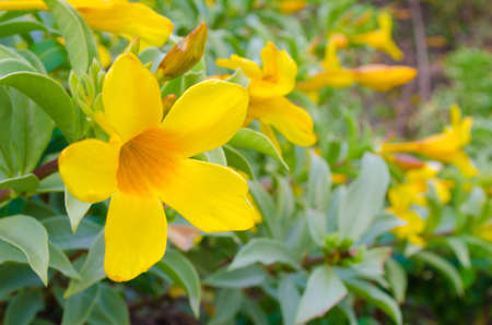 Allamanda  Flower