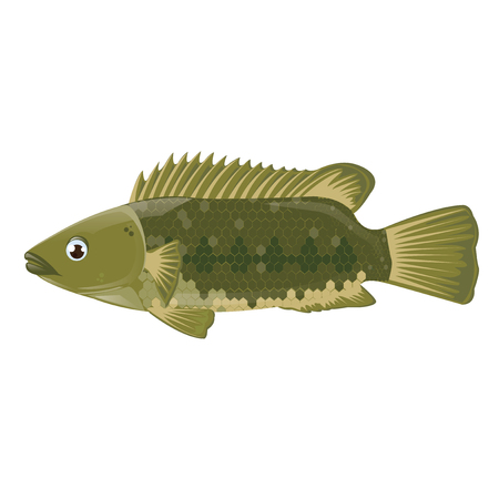 illustration. fish on white backgroundのイラスト素材