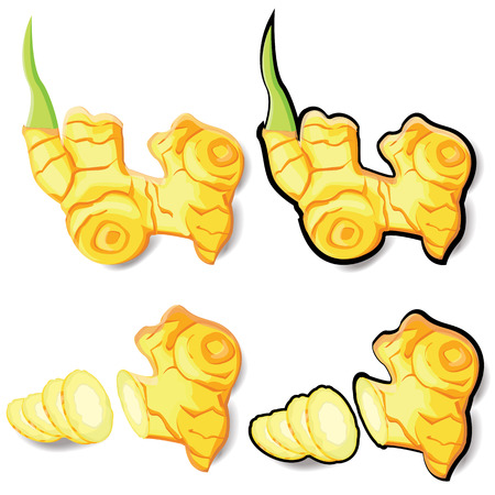 illustration herb ginger on white background.のイラスト素材