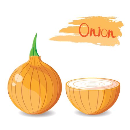illustration. onion isolated on white background 1のイラスト素材