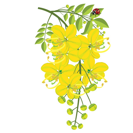 illustration. Golden shower on white background.1のイラスト素材