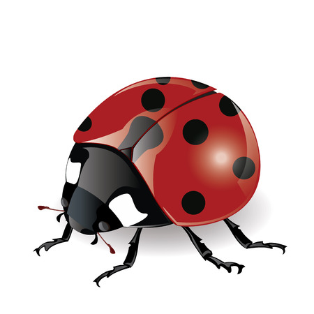 illustration. ladybug on a white background.のイラスト素材