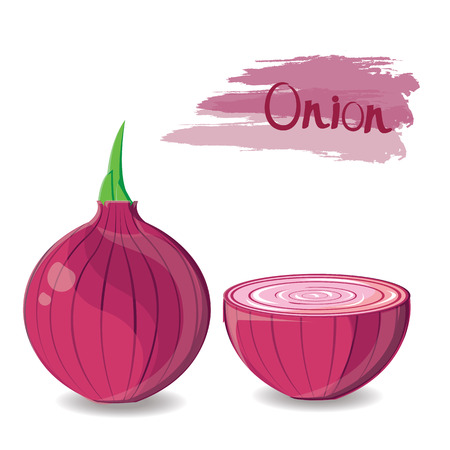 illustration. onion isolated on white background.のイラスト素材