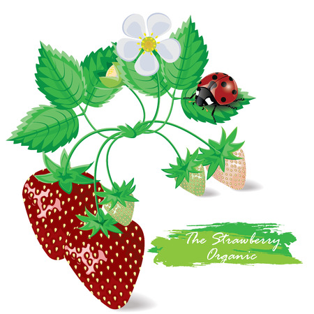 illustration. strawberry with ladybird beetles on a white backgroundのイラスト素材