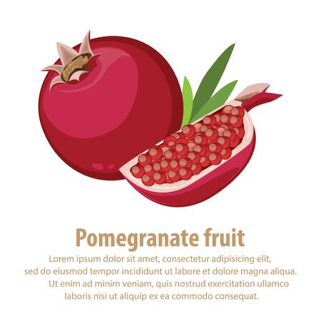 pomegranateのイラスト素材