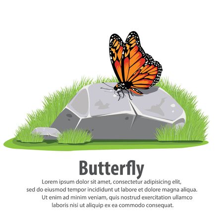Butterfly on stoneのイラスト素材
