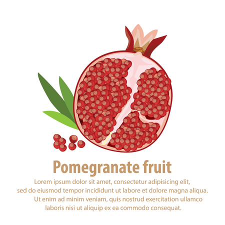 Pomegranate fruitのイラスト素材