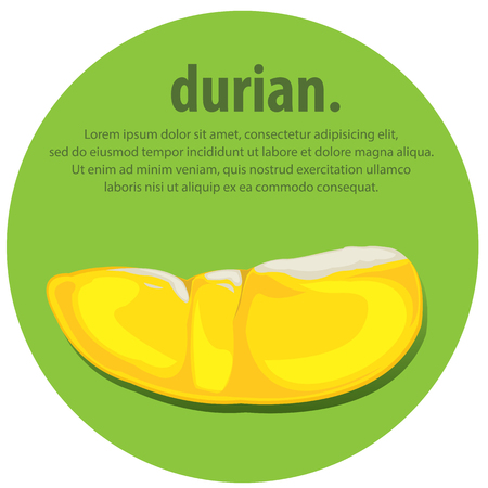 Durian fresh. illustration. Whole durian and cut piece. durian organic food.のイラスト素材