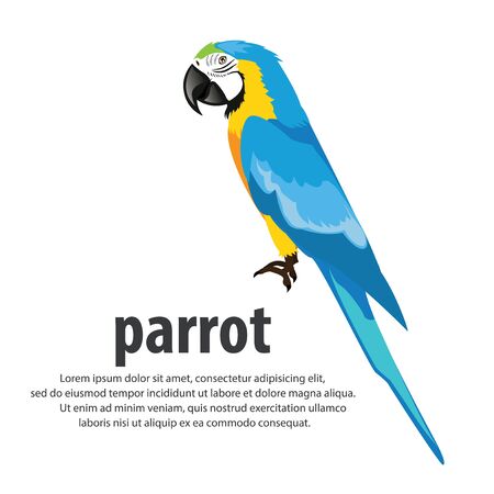 Cartoon parrots color blue . vector illustration.のイラスト素材