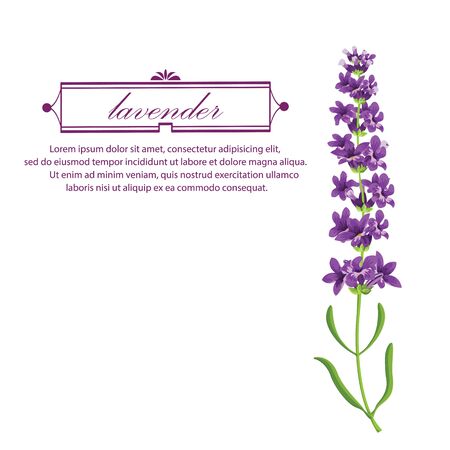 lavender plant flowers iconsのイラスト素材