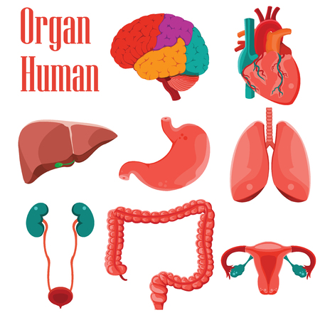 Human organs colorful  icon set cartoon on white background, Vector illustrationのイラスト素材