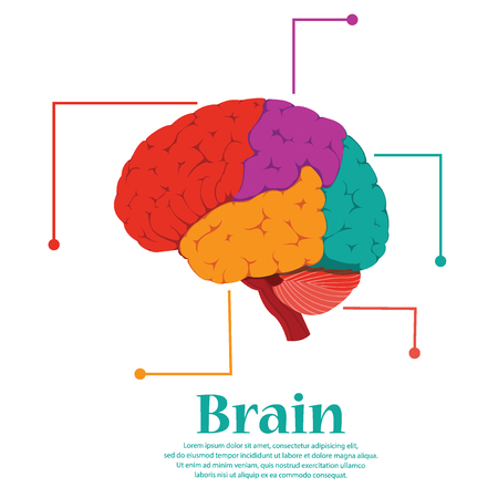 Brain colorful human for medical design.のイラスト素材