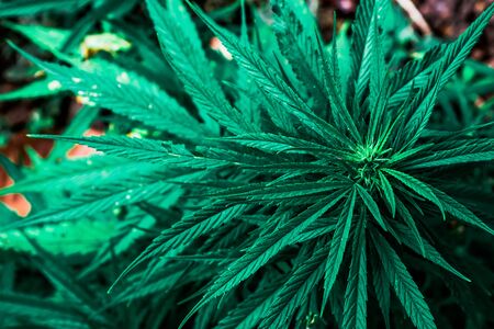 Blooming Marijuana plant with early white Flowers, cannabis sativa leaves, marihuana