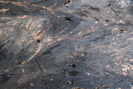 texture of bark wood use as natural backgroundの写真素材