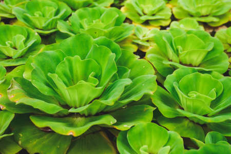Water hyacinth, beautiful green leavesの写真素材