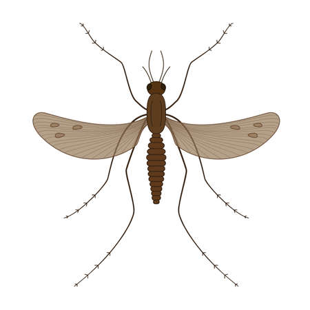 Nature, mosquitoes stilt disease transmitter. Ideal for informational and institutional sanitation and related care.のイラスト素材