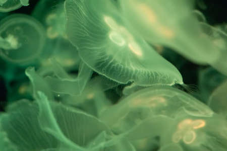 A lot of transparent light green jellyfish on a black background