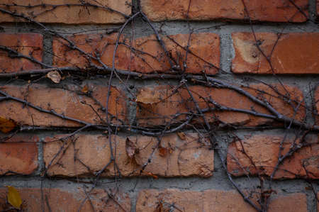 Brick wall twines with dries ivy