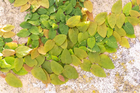Shoots of small colorful leaves of dwarf Ficus Pumila on a wall on a sunny day close up