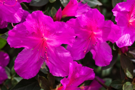 Neon magenta Azalea flowers on a branch close upの写真素材