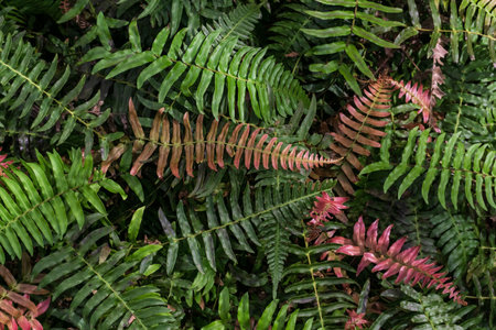 Colorful fern leaves natural green backgroundの写真素材