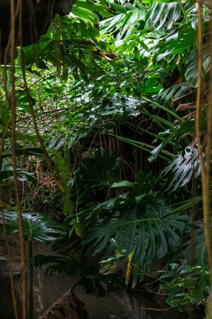 Thickets of green tropical plants over the water