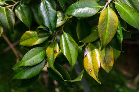 Branch with glossy green leaves background close upの写真素材