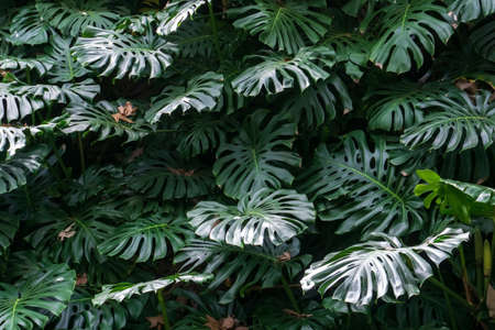 Monstera thickets in the forest green backgroundの写真素材
