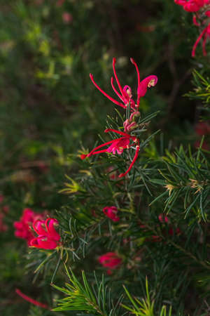 Flowering branches of pink Grevillea rosemary close upの写真素材