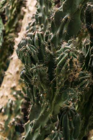 Closeup of green shriveled cactus background