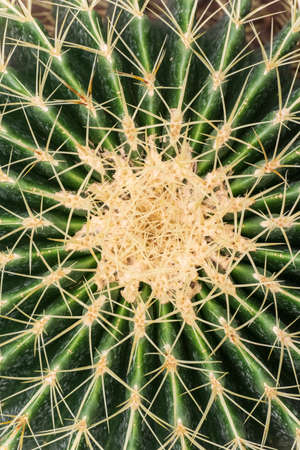 Round cactus with needles close up top viewの写真素材