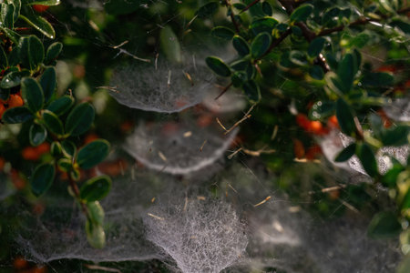 Complex tiered web on a bush with red berries close upの写真素材