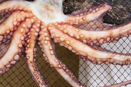 Octopus dries on a net backgroundの写真素材