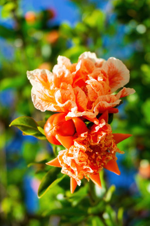 Branches of a blooming pomegranate with white - orange flowers on a sunny day. close upの写真素材