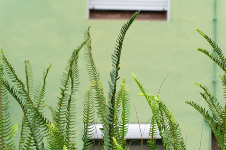 Fern growing in front of the green wall of the building backgroundの写真素材