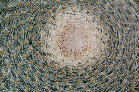 Top view of cactus with needles background close up