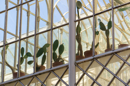 Row of cacti in a glass white conservatory greenhouse backgroundの写真素材