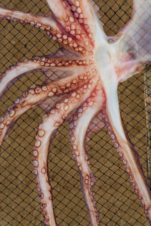 Octopus dries on a net background