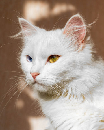 Portrait of a fluffy white Turkish Angora cat with different eyes looking to the sideの写真素材