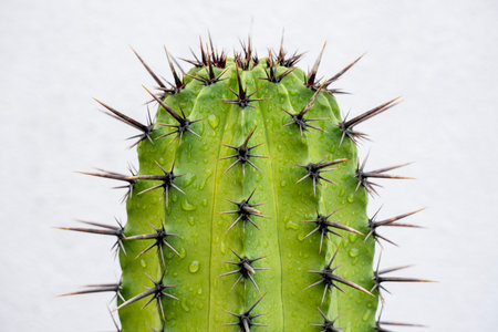 Green cactus with thorns and drops of dew close up on a white background close up