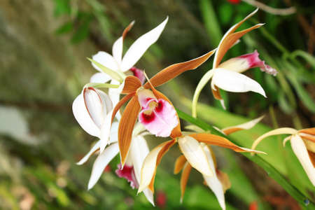 Beautiful  orchid - phalaenopsis の写真素材