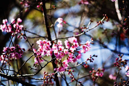 Cherry blossoms (sakura) の写真素材