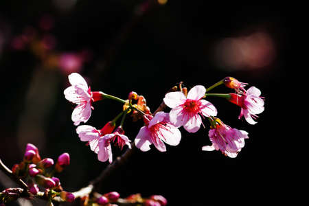 Cherry blossoms (sakura) の写真素材