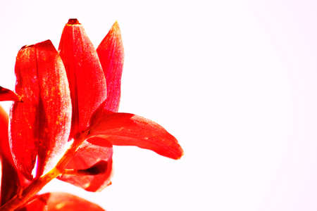 Red leave on white background.の写真素材