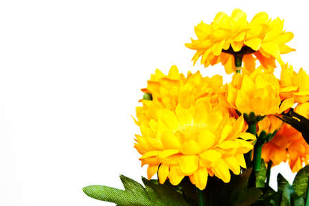 The yellow flower on a white background.の写真素材