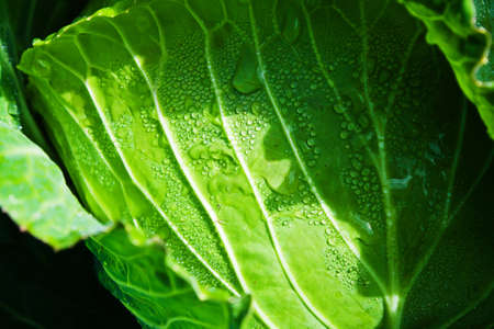 Close-up of Cabbage in field の写真素材