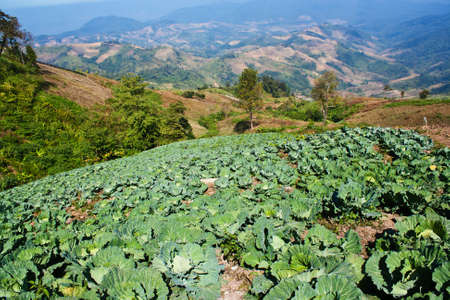 Cabbage in field の写真素材