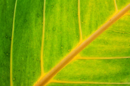 Leaf texture