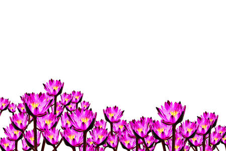 Beautiful water lily isolated on white backgroundの写真素材