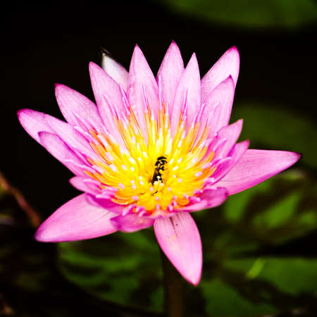 pink water lily with lotus leaf on pond の写真素材